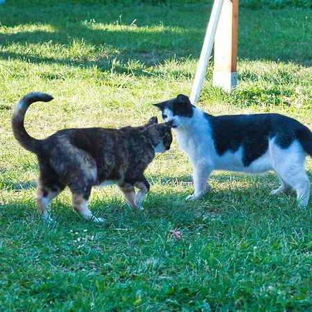 Hof-silberweide Wendisch Waren