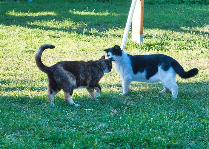 Hof-silberweide Wendisch Waren